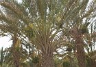 Q166-Kebili-Palme Datteri